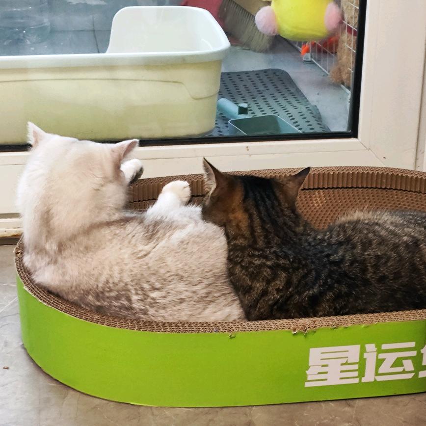 狗狗..