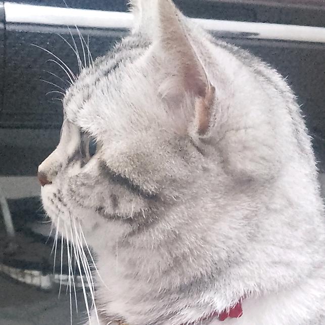 杰头像