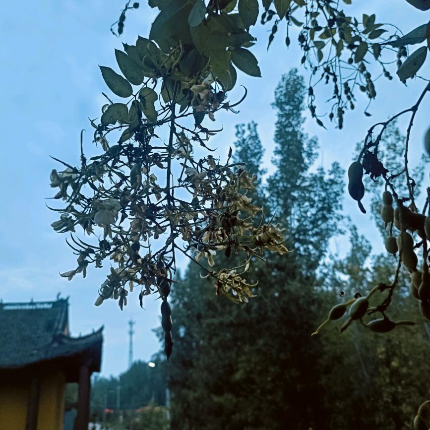 扶沟县瑞航种植专业合作社