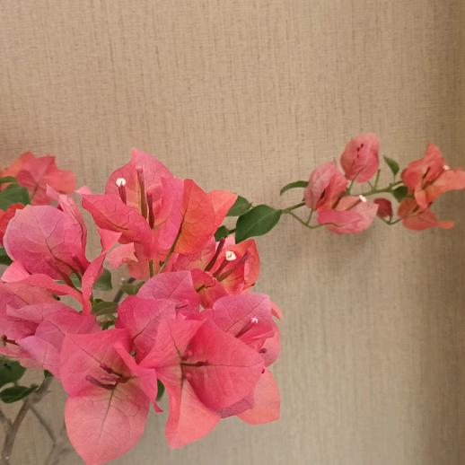 小米丽´･ᴗ･`