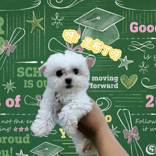 Sweet布丁小公举