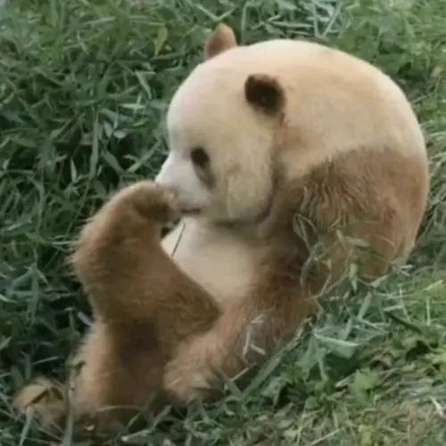 凤梨的旅行计划