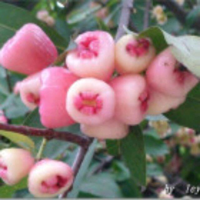 菩提果
