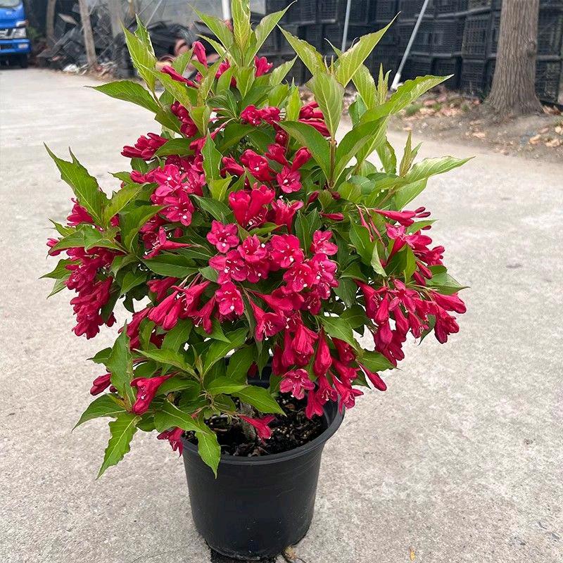 过客鲜花绿植苗木花坊