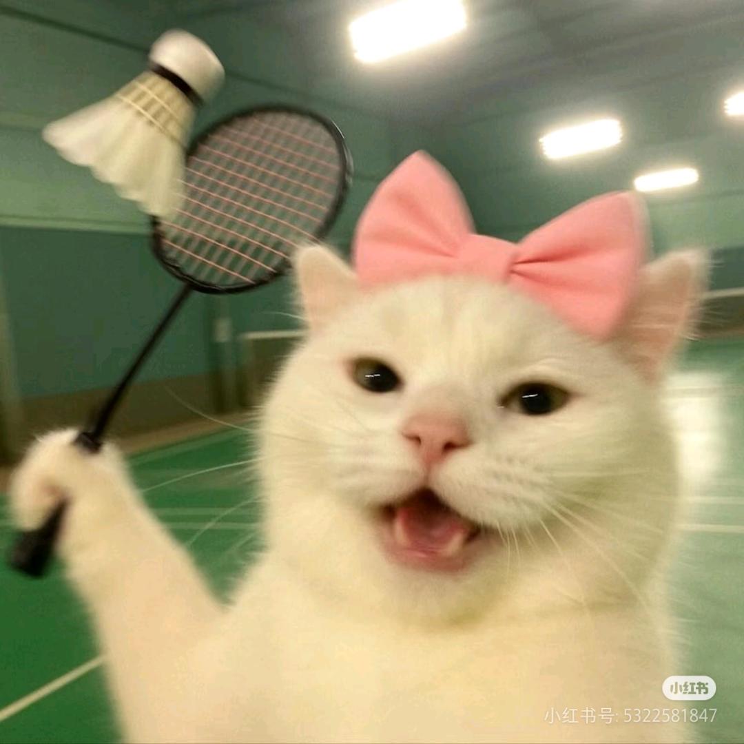 隔壁的猫