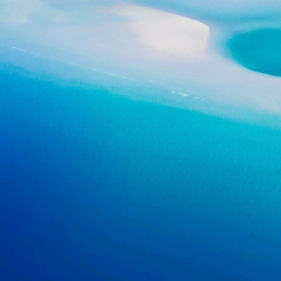 爱鸟者