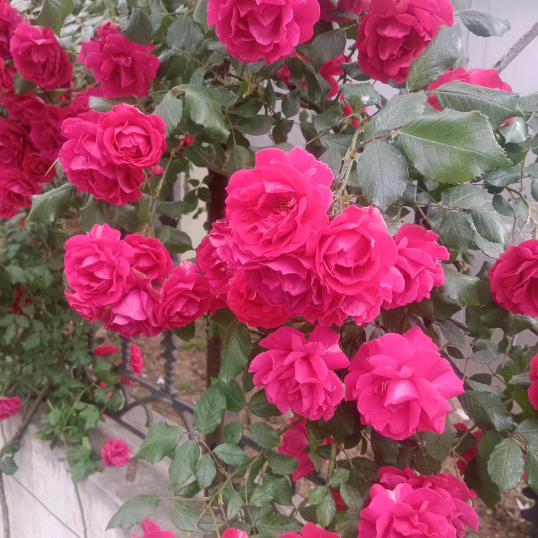 于芳