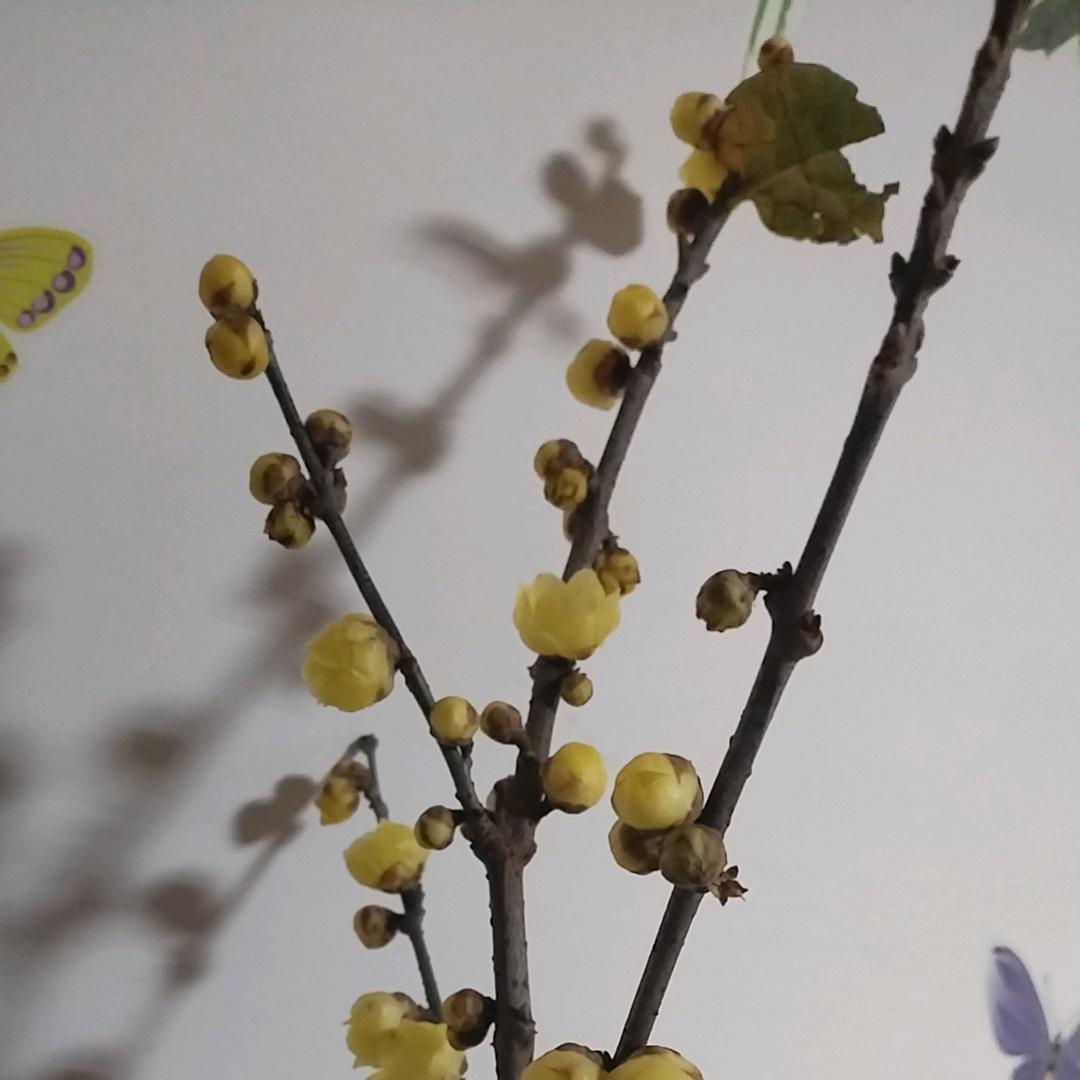 腊梅花
