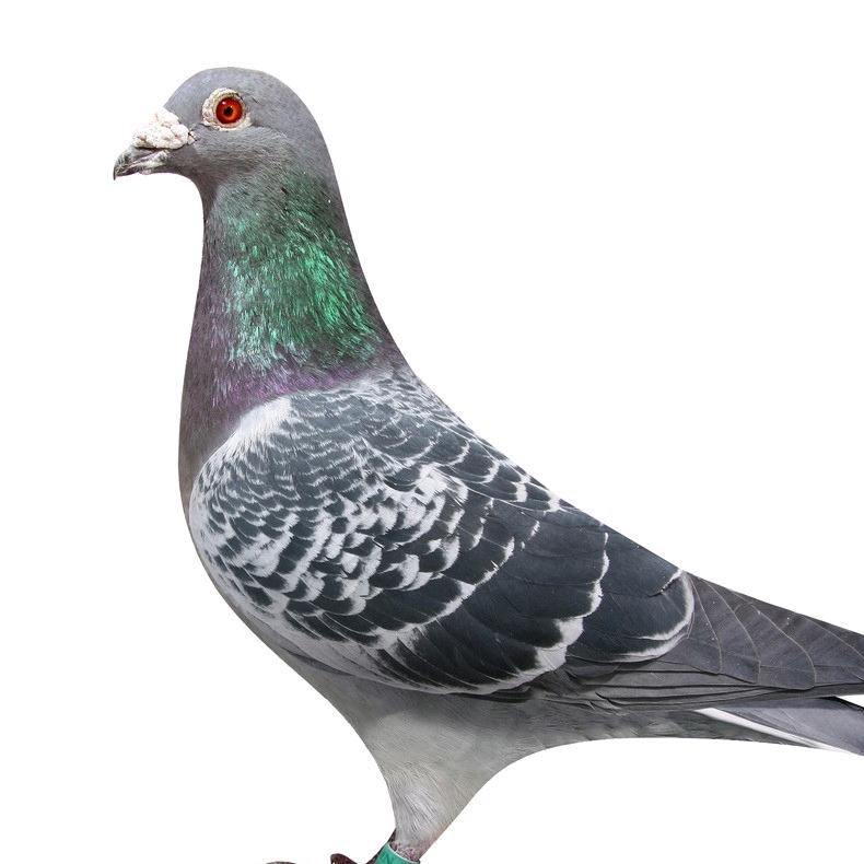 庆翔鸽业[小号]