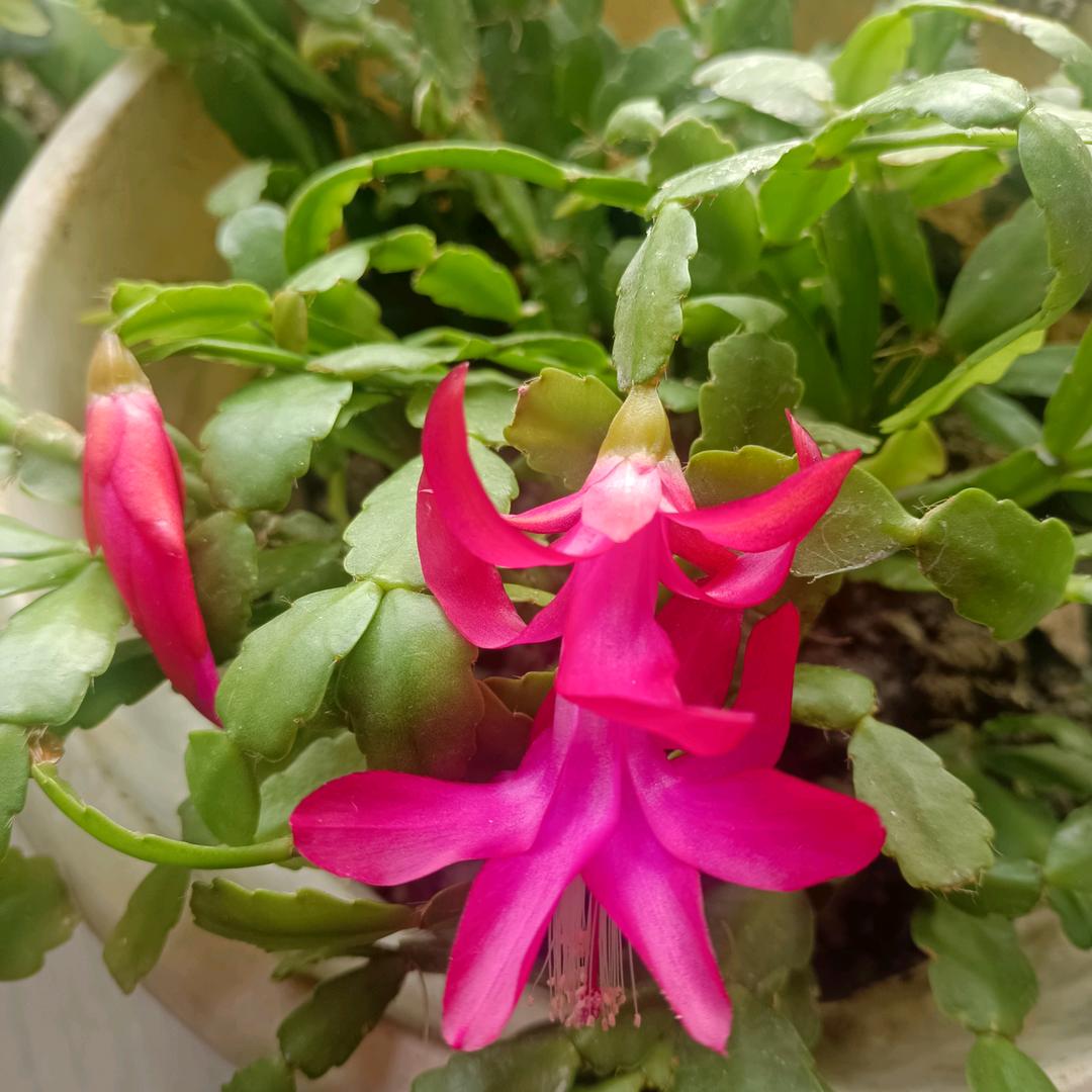 柒姐好无聊