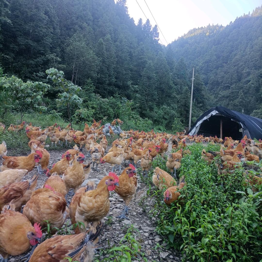 深山散养五谷泉水鸡