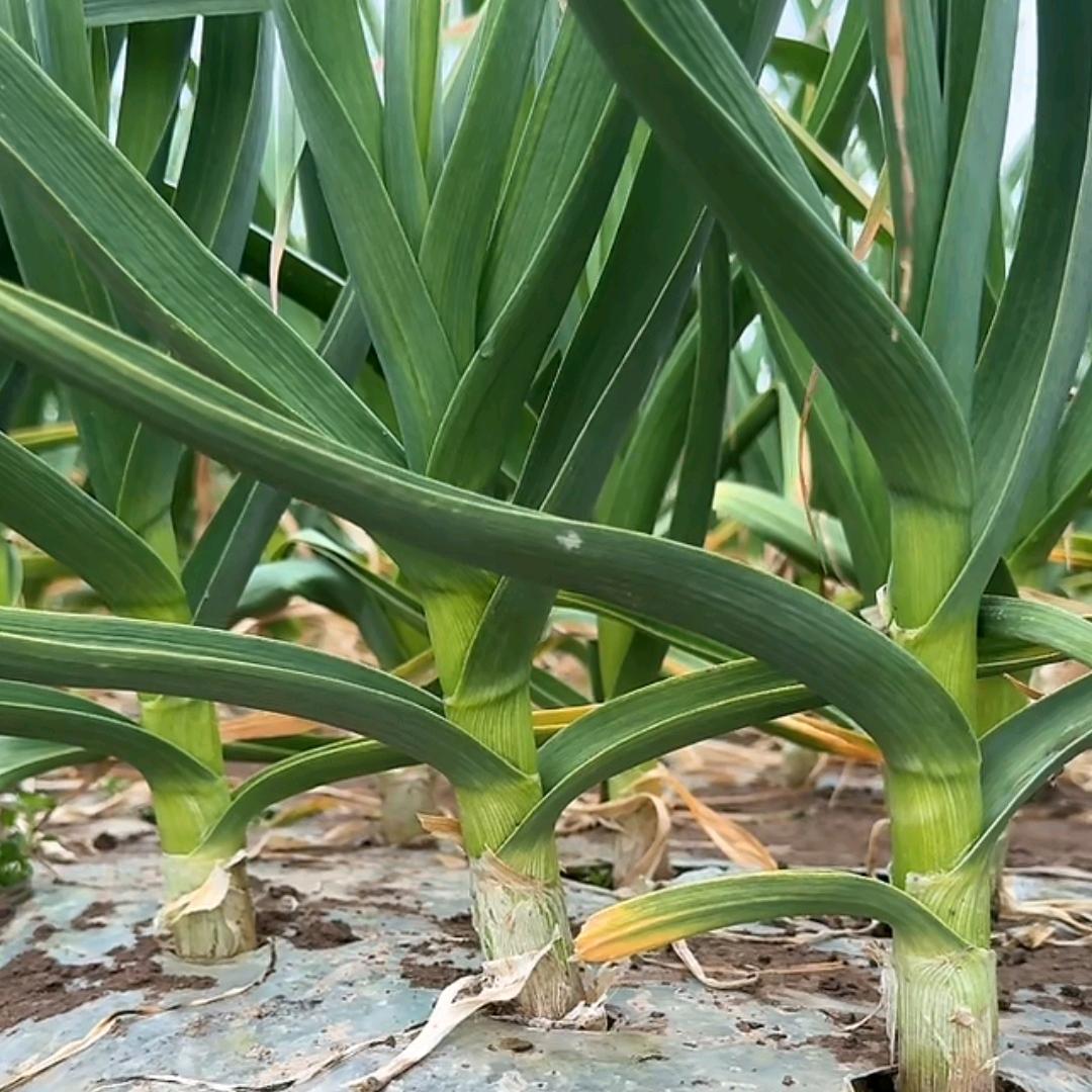 大蒜种植合作社