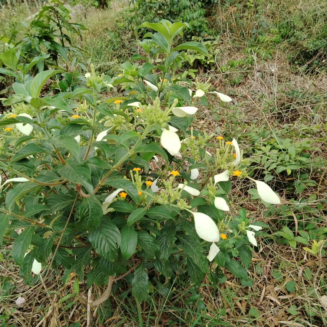 雲游