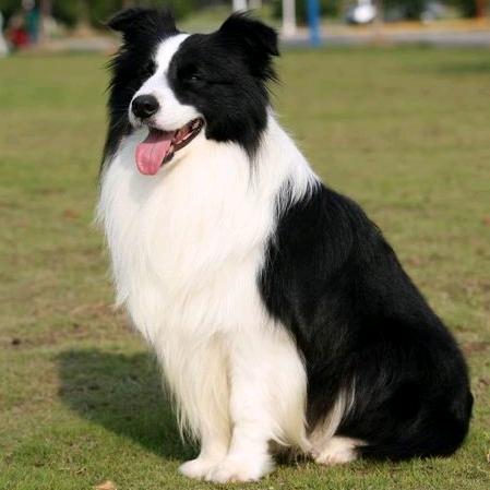 @任泽区边牧（犬舍）