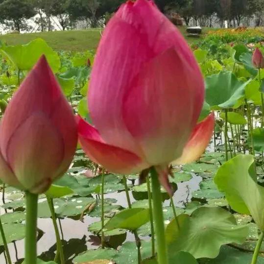槛菊幽兰