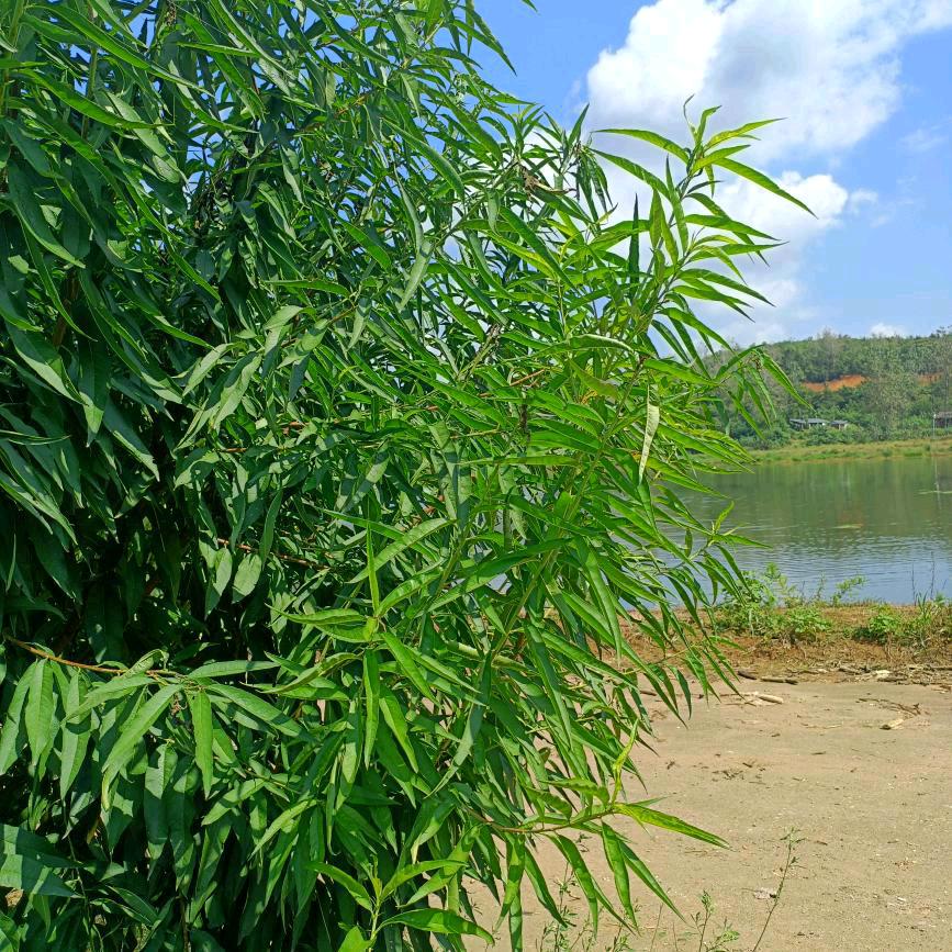 五岳桃花源