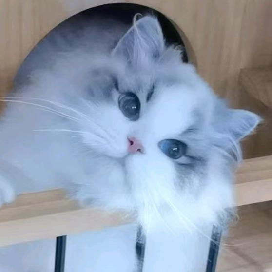 宁波理想（灵星）布偶猫舍
