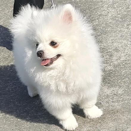 小猫变小🐶