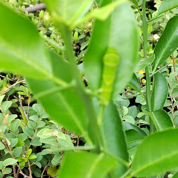 难自渡（趣重年玩具）