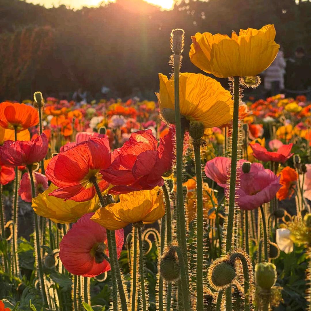 花