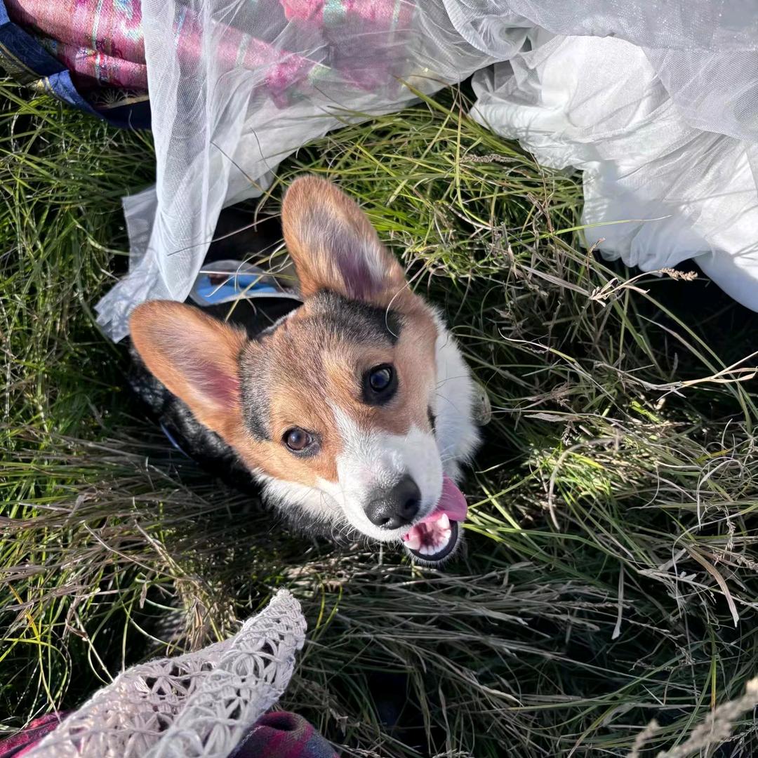 康康是只三色基🐶