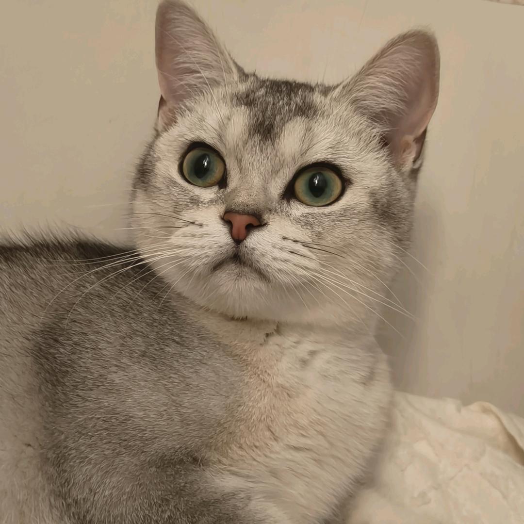 爱宝
