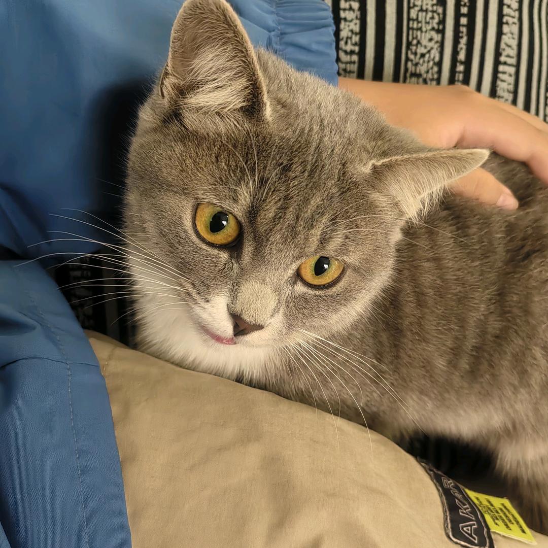 老杨家的傻花妞🐱