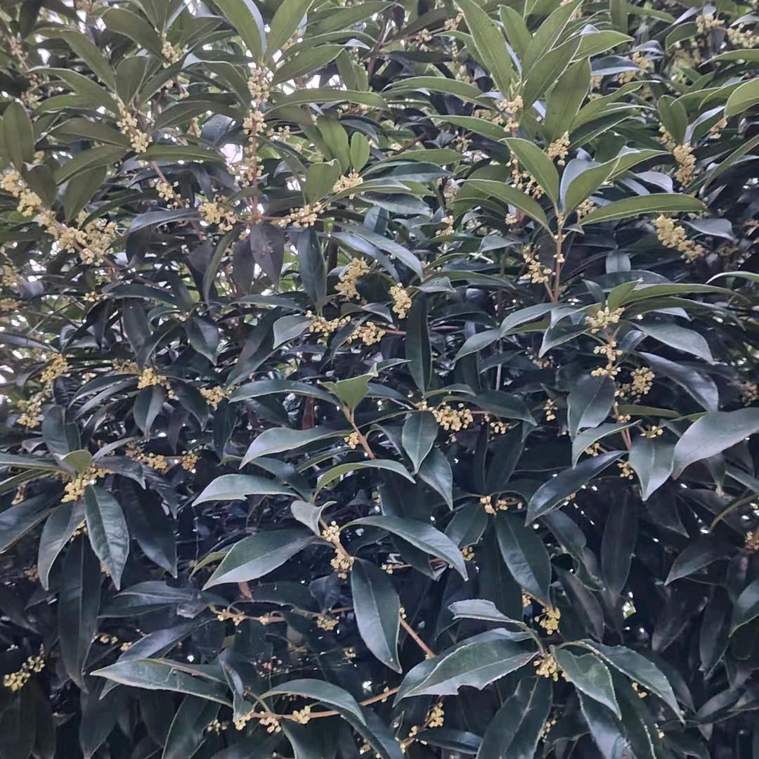 正在努力