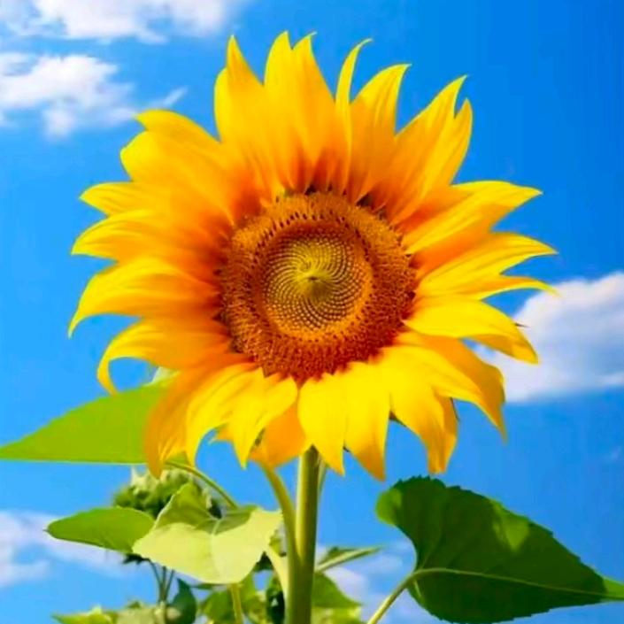 （法尘子）正一净明派第廿六代玄裔弟子，