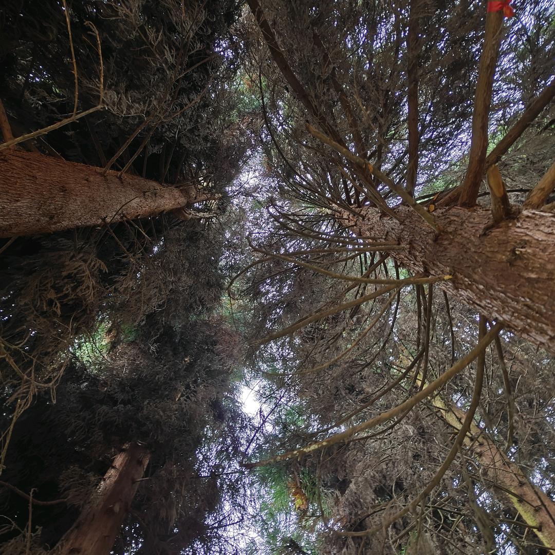 吃石榴不吐石榴籽