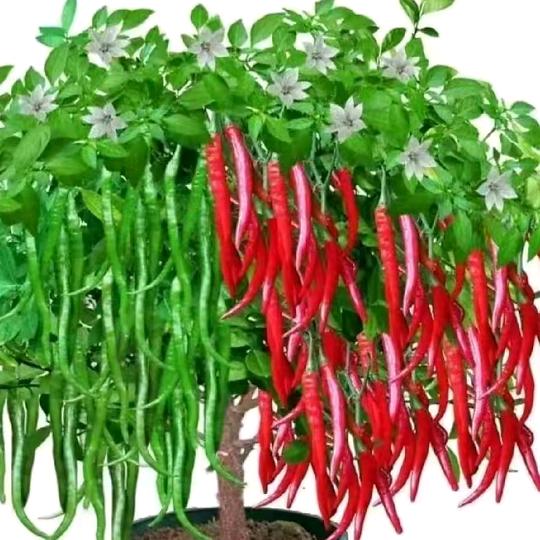 🌹初见牡丹 🌹