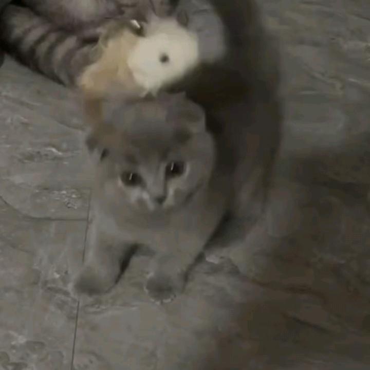 小维翡翠记