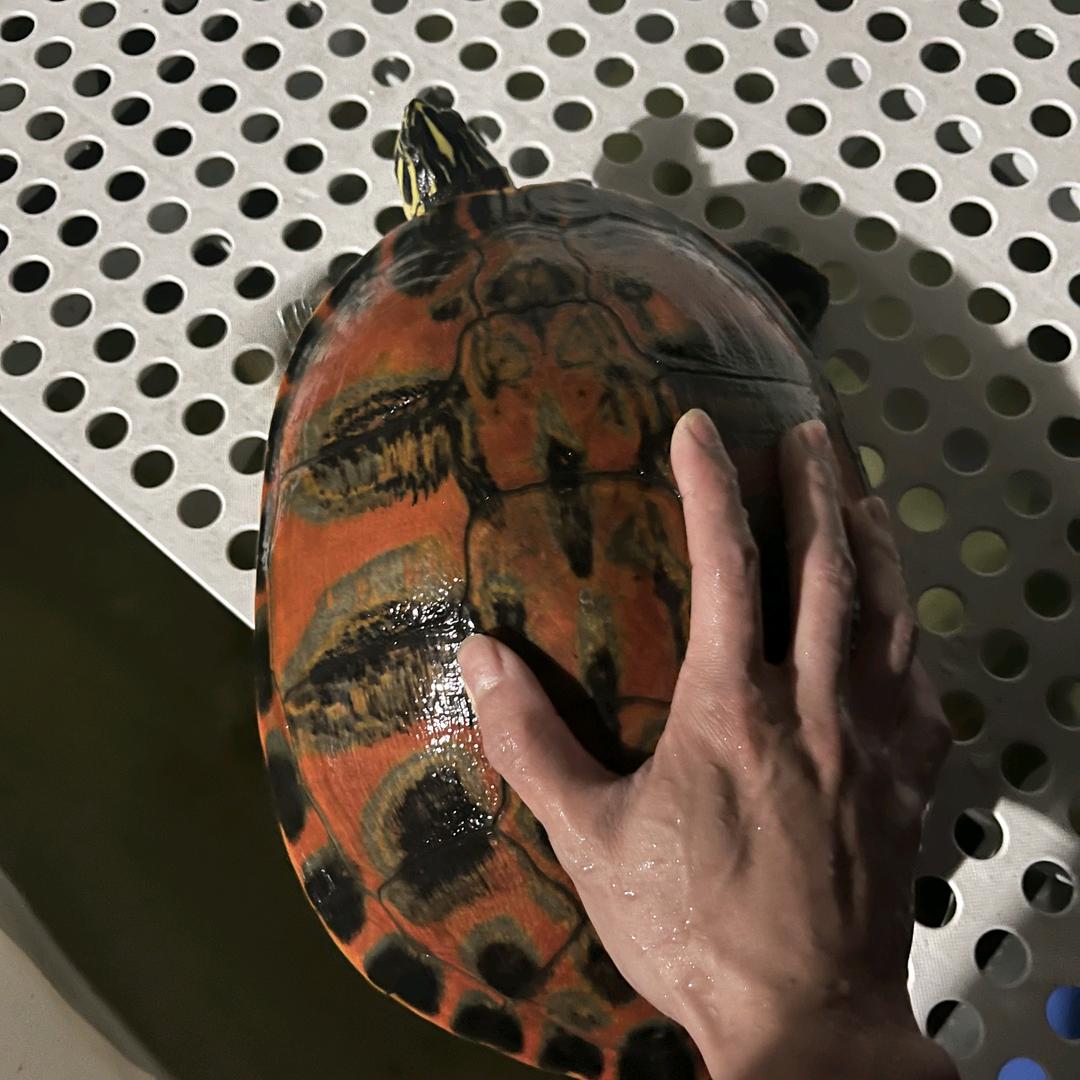 一代🔥🐢犯