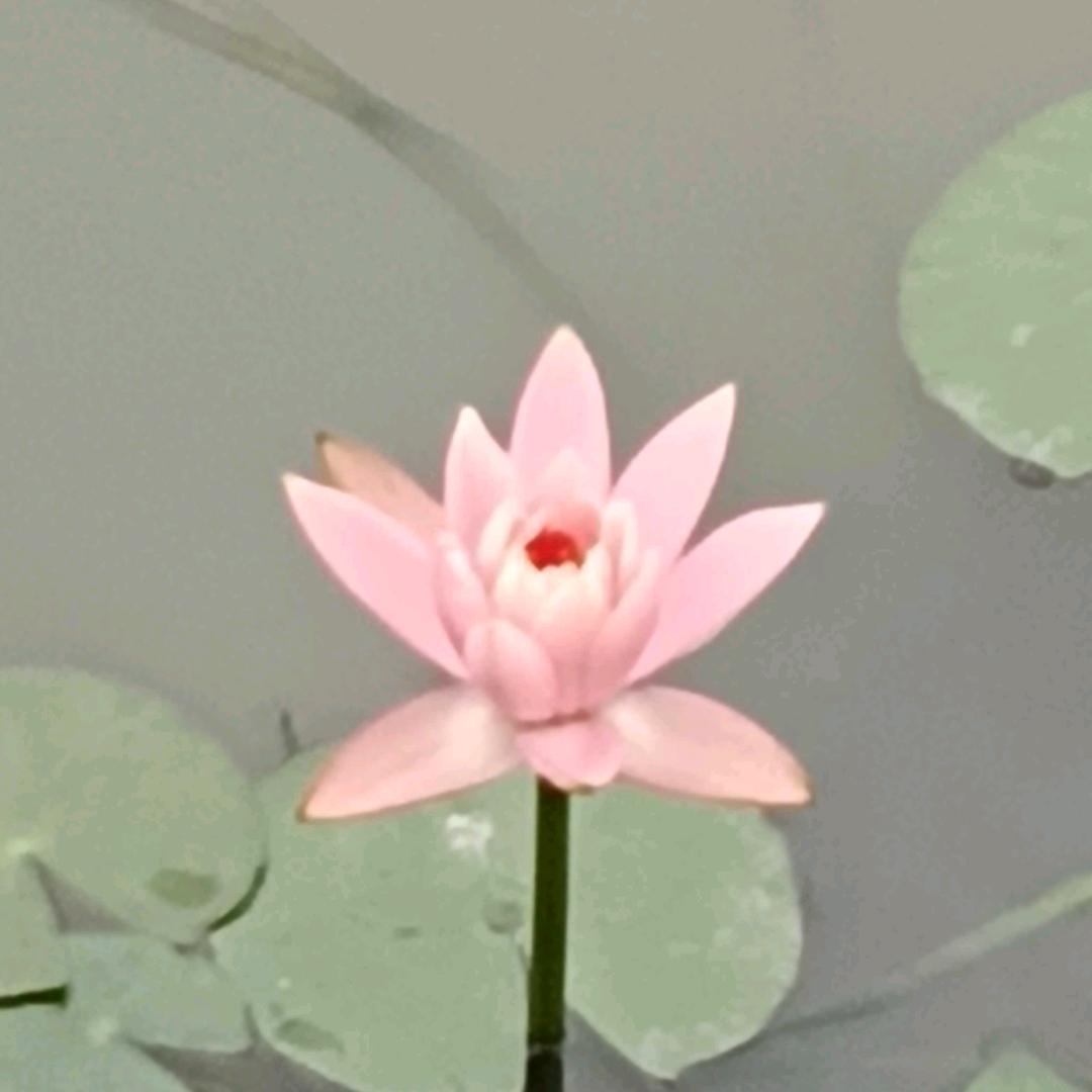 柳暗花明