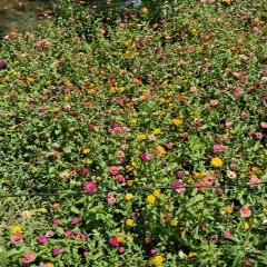 幸运四叶草🍀🍀🍀