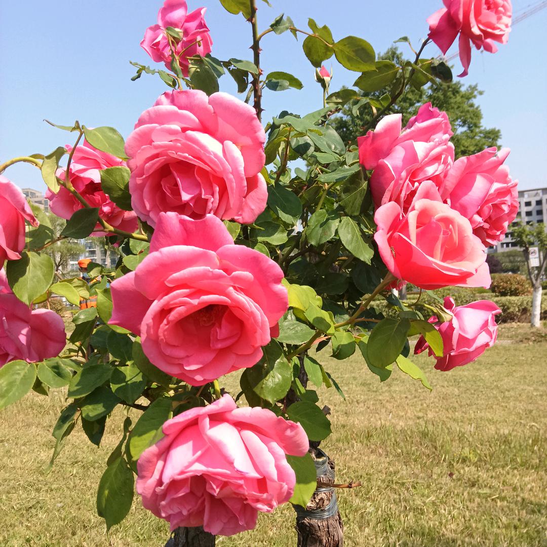 一生平安