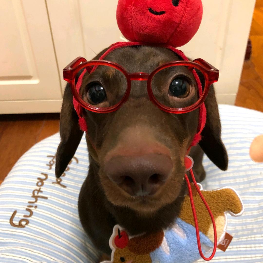 🐾