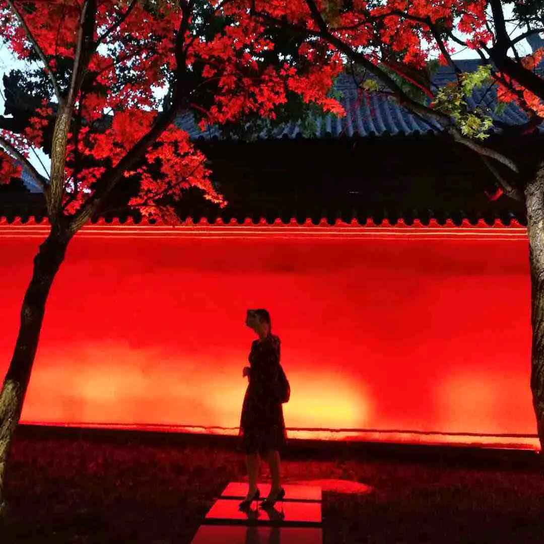 苜蓿草