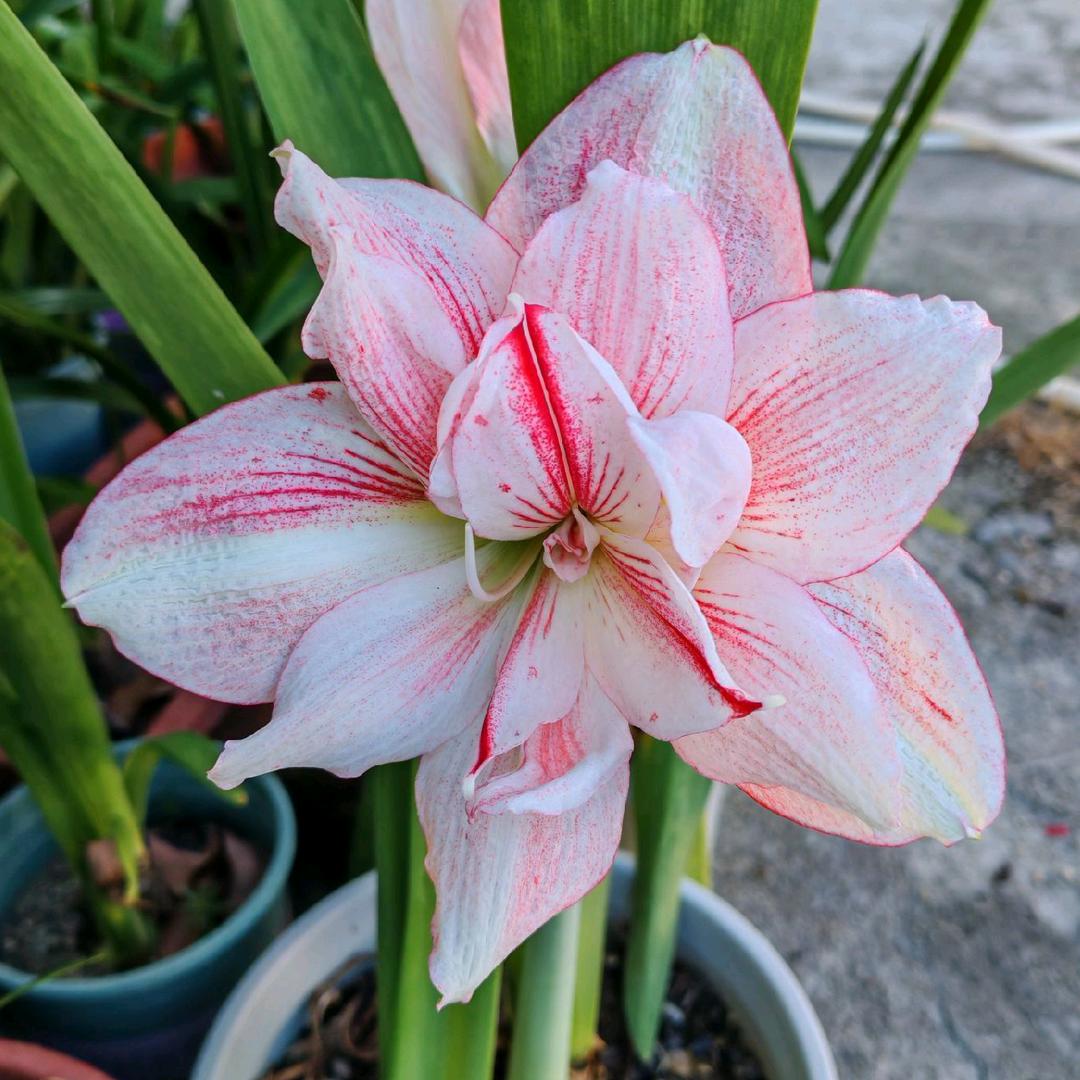 没有如果