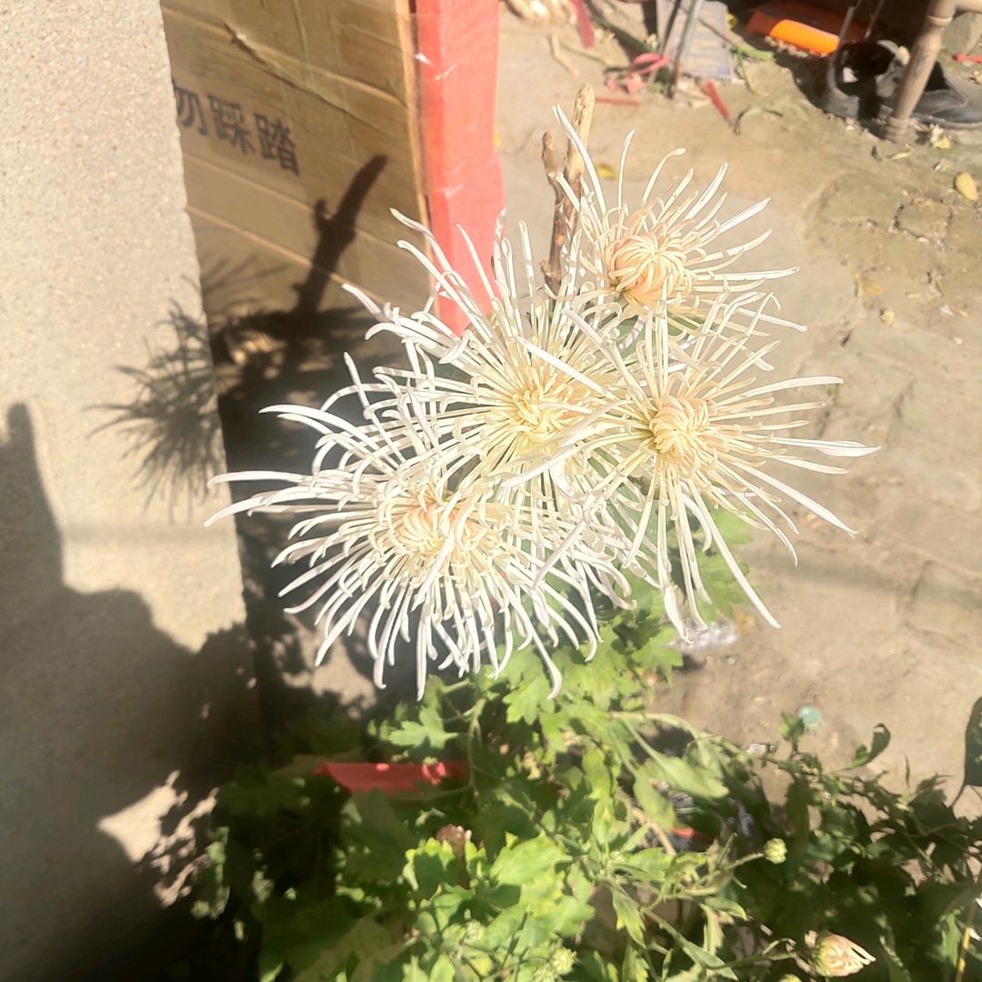 冰