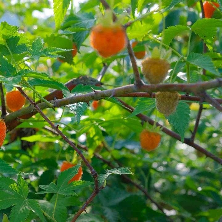 菲絮曼滋补堂