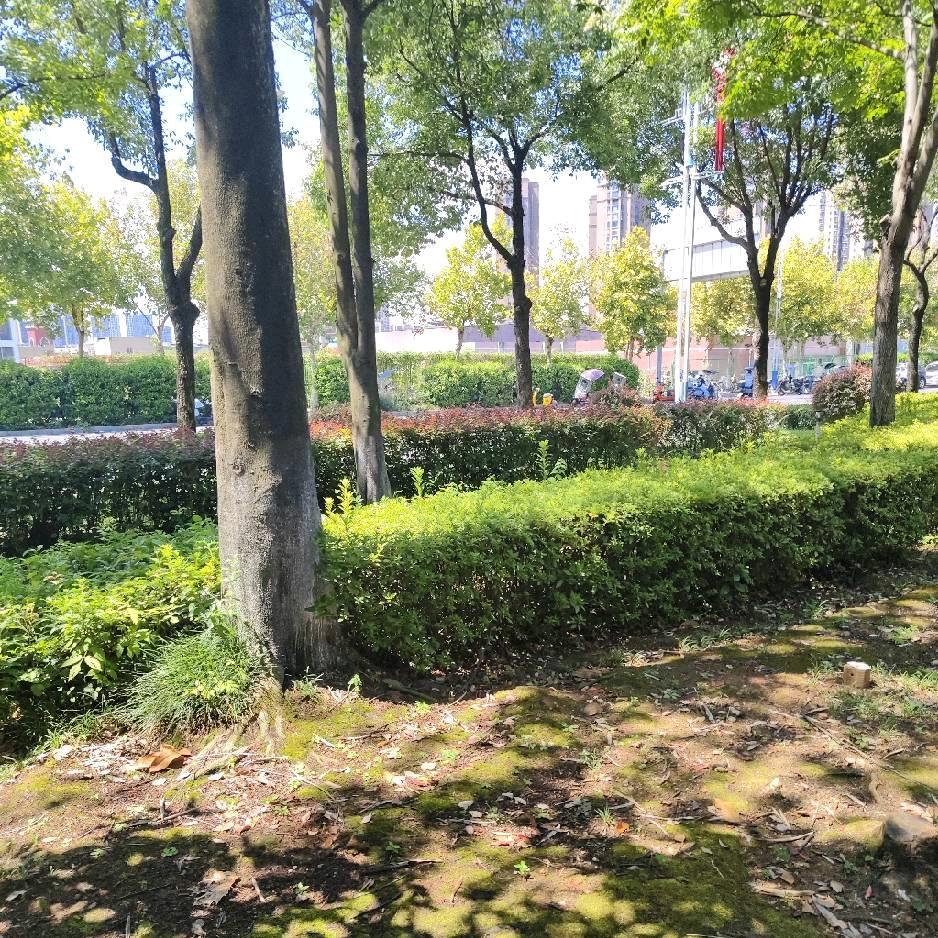 星梦缘