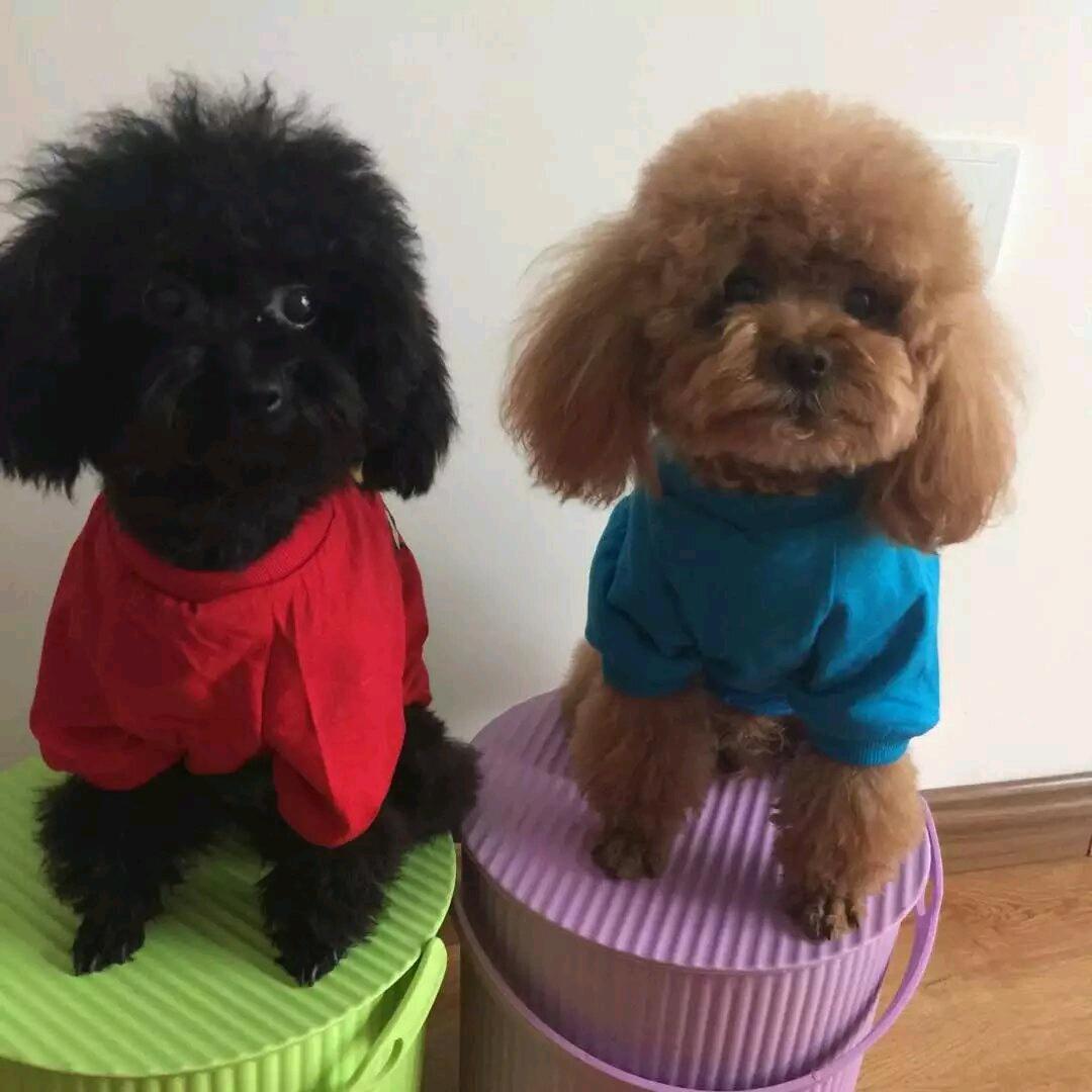 我是姜豆豆～