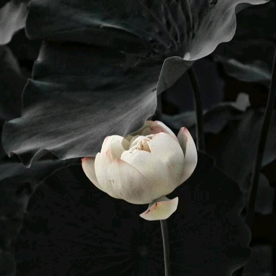 ☞泡泡☞二大爷