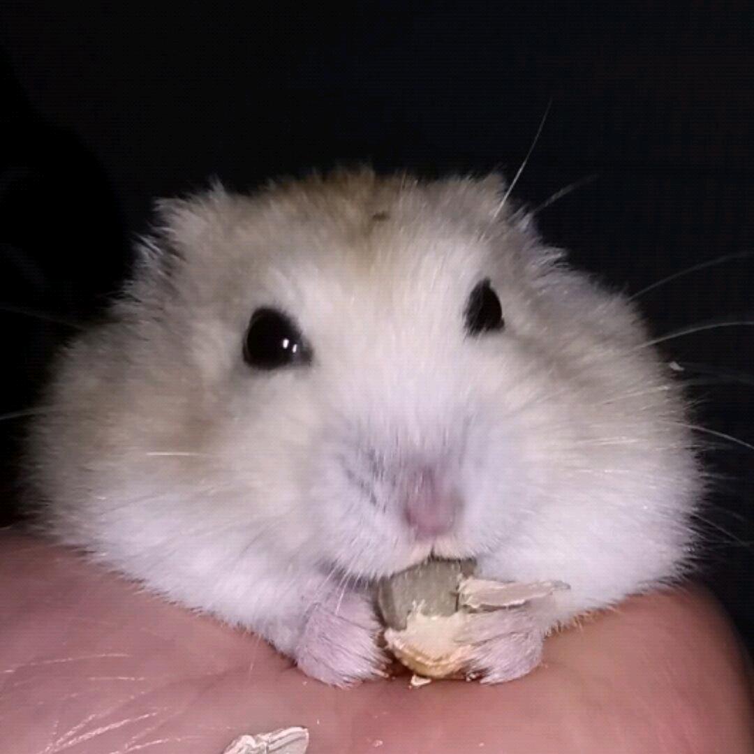 小熊猫真可爱
