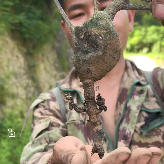 呈艺金蛋子户外