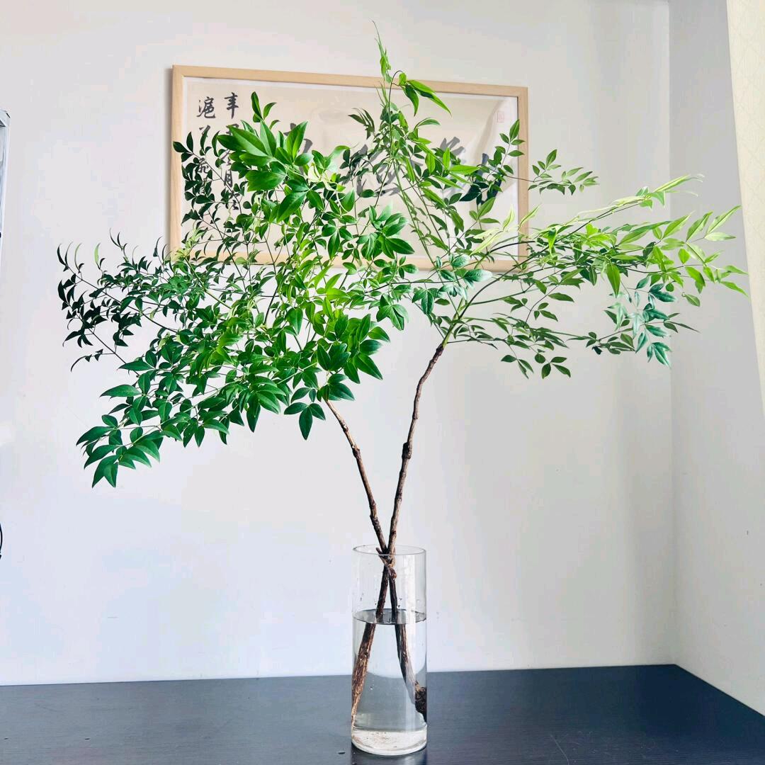 轩都花卉