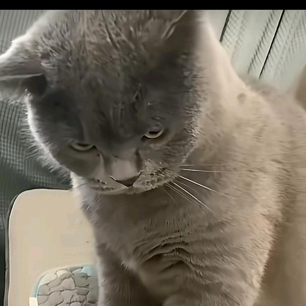 小样啊