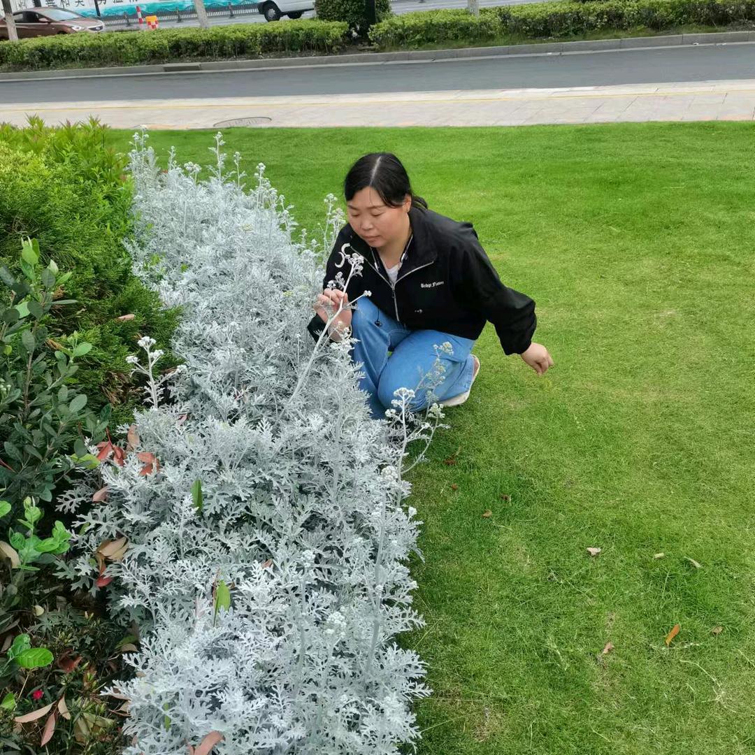小燕子穿花衣
