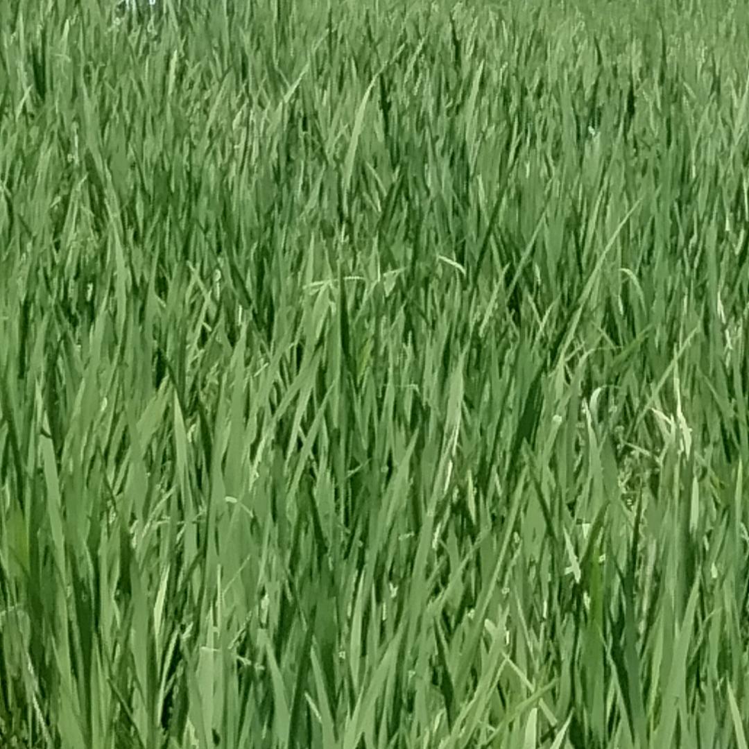 一撇一捺默写牵挂😒